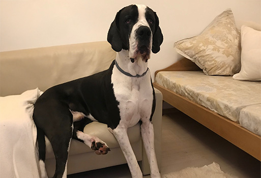 Dogge Angelo Reichenpfader